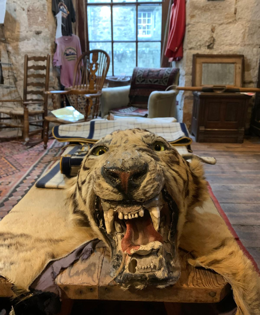 creepy furniture fills the room with tone walls and an iron framed window, there is a huge taxidermy tiger head on the table that looks very threatening creepy furniture fills the room with tone walls and an iron framed window, there is a huge taxidermy tiger head on the table that looks very threatening